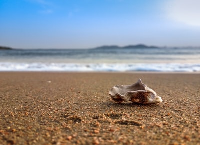 海边贝壳的特写照片